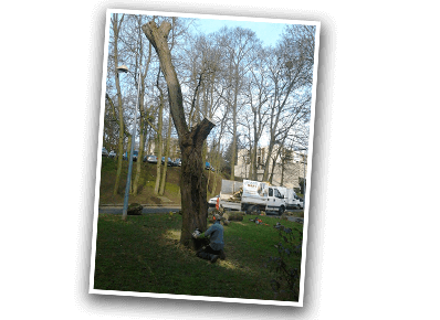 L'élagage d'un arbre dans le Val-de-Marne